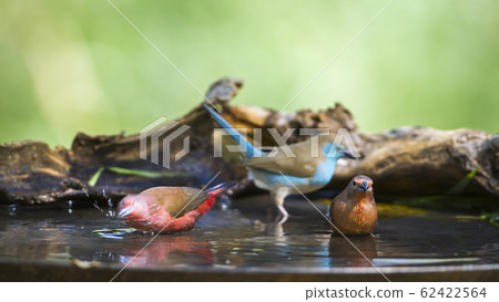 Jameson Firefinch and Blue breasted Cordonbleu Jameson Firefinch and Blue breasted Cordonbleu 62422564