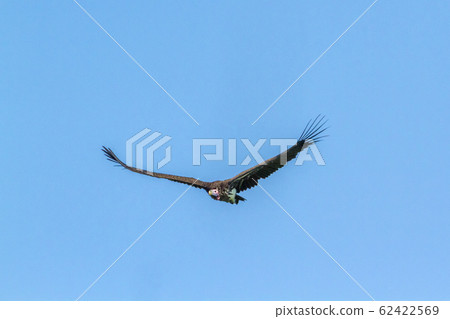 Lappet faced Vulture in Kruger National park, Lappet faced Vulture in Kruger National park, 62422569