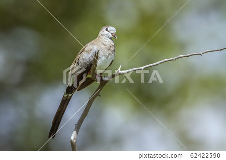 Namaqua Dove in Mapungubwe National park, South 62422590