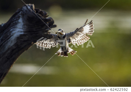 Pied kingfisher in Kruger National park, South Pied kingfisher in Kruger National park, South 62422592