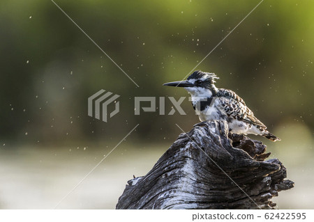 Pied kingfisher in Kruger National park, South 62422595
