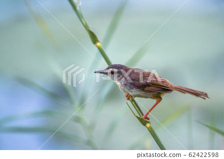 Tawny flanked Prinia in Kruger National park, 62422598