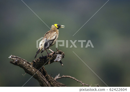 Wattled starling in Mapungubwe National park, Wattled starling in Mapungubwe National park, 62422604