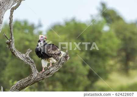 White headed Vulture in Kruger National park, White headed Vulture in Kruger National park, 62422607