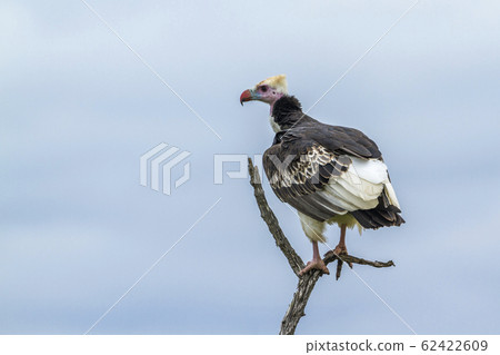 White headed Vulture in Kruger National park, White headed Vulture in Kruger National park, 62422609