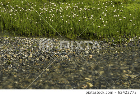 Cottongrass near Geiranger Cottongrass near Geiranger 62422772