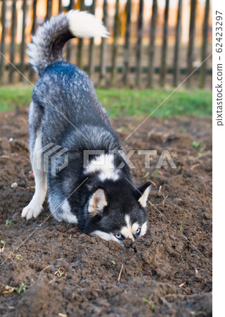 dog digs hole 62423297