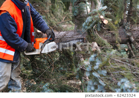 lumberman 62423324