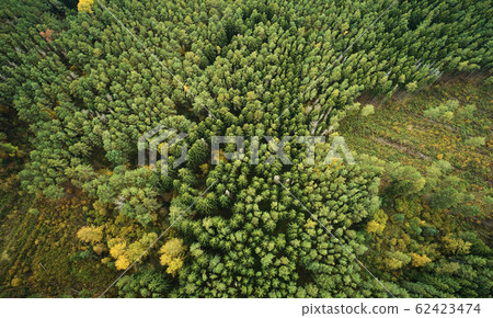 Destroying forest theme Destroying forest theme 62423474