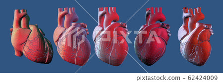 Human heart wireframe in various view point Human heart wireframe in various view point 62424009
