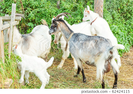 Cute chick goat relaxing in ranch farm in summer Cute chick goat relaxing in ranch farm in summer 62424115