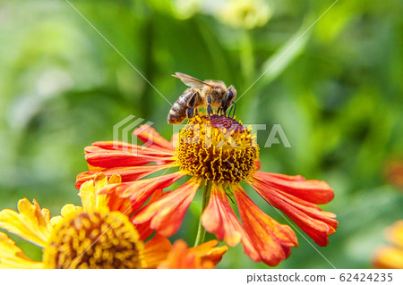Honey bee covered with yellow pollen drink nectar, 62424235