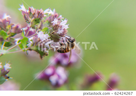 Honey bee covered with yellow pollen drink nectar, 62424267