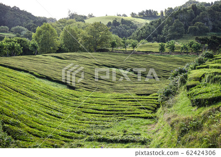Tea plantations on Azorean island  62424306