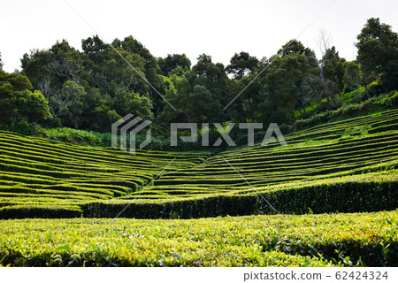 Tea plantations on Azorean island  62424324