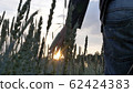 boy's Hand Touching Wheat Ears at sunset close up 62424383