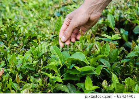 Tea harvesting, close up, hands picking leaves Tea harvesting, close up, hands picking leaves 62424405