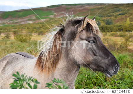 Icelandic horse on a field, close up Icelandic horse on a field, close up 62424428