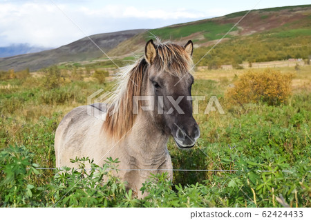 Icelandic horse on a field, close up Icelandic horse on a field, close up 62424433