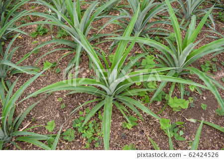 Pineapple plants in a greenhouse 62424526