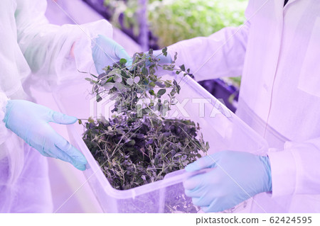 Plantation Seedlings Plantation Seedlings 62424595