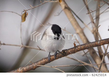 Willow tit 62425014