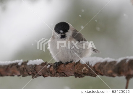 Willow tit Willow tit 62425035