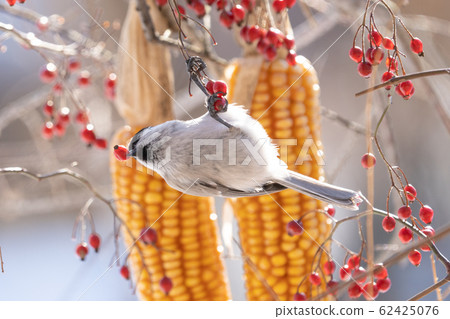 Kogara Kogara 62425076