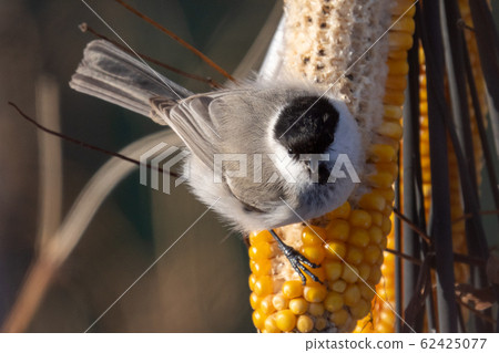 Kogara Kogara 62425077