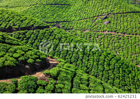 Tea plantations in India 62425231