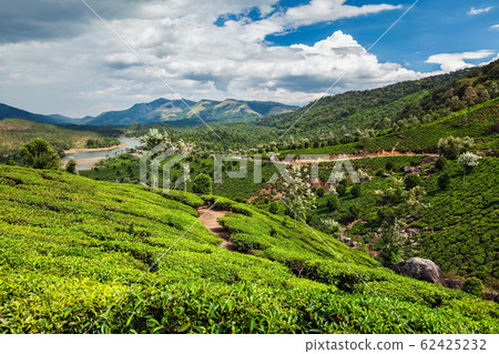 Tea plantations in India 62425232