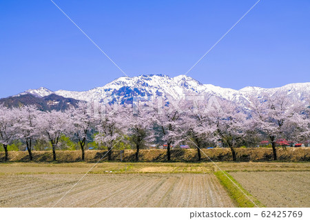 櫻花樹和白雪皚皚的海北山 櫻花樹和白雪皚皚的海北山 62425769