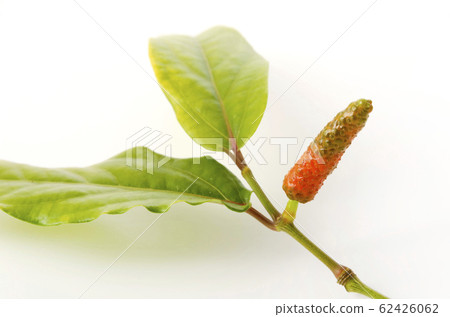 蝴蝶漿果 62426062