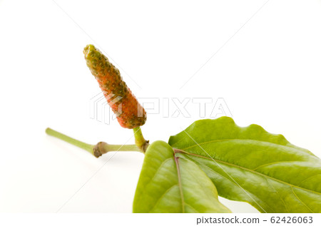 Butterfly berries 62426063