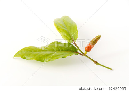 Butterfly berries Butterfly berries 62426065