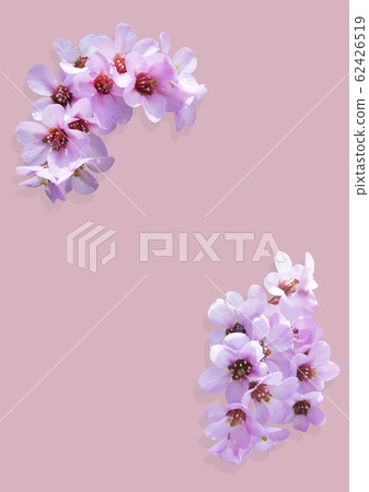 Pink plum blossom Pink plum blossom 62426519