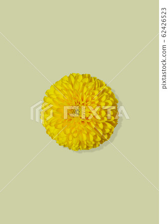Yellow mums Yellow mums 62426523