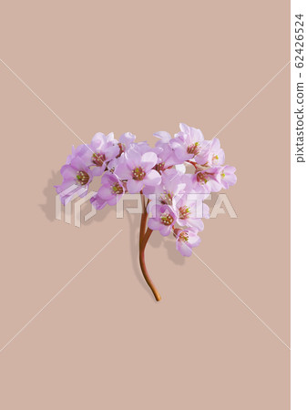 Pink plum blossom Pink plum blossom 62426524