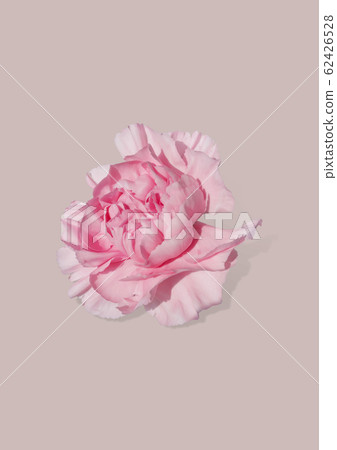 Pink carnation 62426528