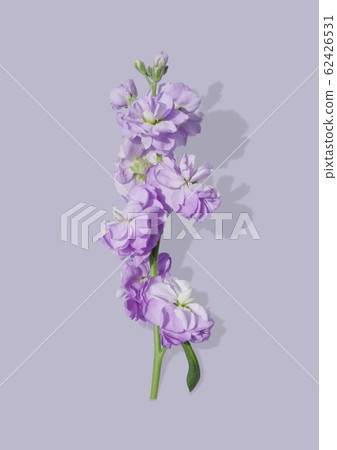 Purple flower Purple flower 62426531