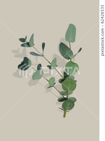 Eucalyptus twig Eucalyptus twig 62426535