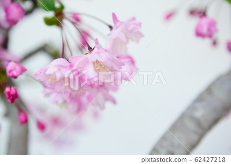 Malus halliana blooming in early spring 62427218