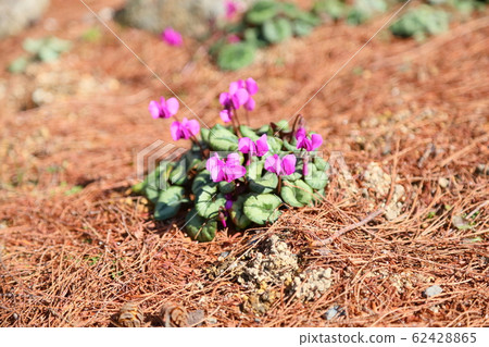 仙客來花鉀 62428865