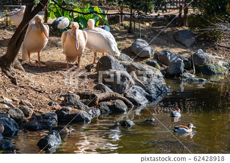 White-bellied pelican, brown-tailed duck, animals, riverside, nature, sunny White-bellied pelican, brown-tailed duck, animals, riverside, nature, sunny 62428918
