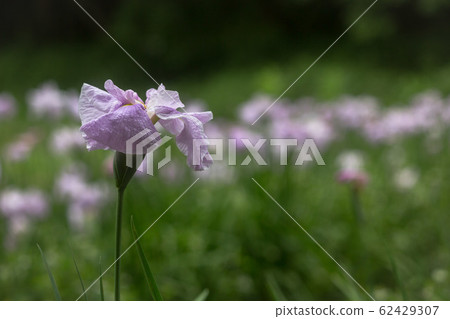 大朵盛開的花朵，小朵盛開的花朵，初夏的花朵盛開 62429307