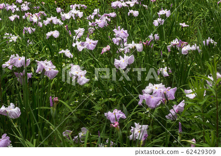 Large blooming flowers, small blooming flowers, flowers blooming in early summer 62429309