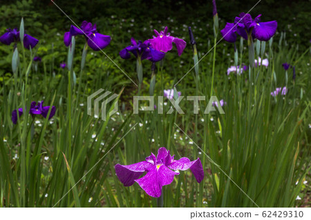 Large blooming flowers, small blooming flowers, flowers blooming in early summer 62429310