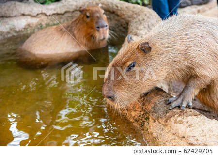 Capybara, animal, nature 62429705