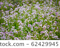 薰衣草 62429945