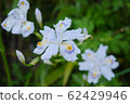 野花 62429946